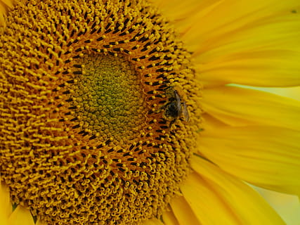 sol blomst, bi, bestøvning, pollen, bi pollen, blomstre, flor, Mark, sommer, alene, centrum, gul, blomst, plante, natur, have, eng, helvede, venlige, selvfølgelig, landdistrikterne, landbrug, i, vokser, kronblade, blomstringstid, lyse, lys, stråler, blomstrende plante, kronblad, blomsterhoved, skønhed i naturen, skrøbelighed, tæt på, blomsterstand, sårbarhed, friskhed, et dyr, vækst, dyreliv, dyr i naturen, dyre temaer, solsikke, dyr, ingen mennesker, 5K, CC0, offentligt domæne, royaltyfrie