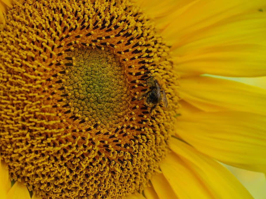 sol blomst, bi, bestøvning, pollen, bi pollen, blomstre, flor, Mark, sommer, alene, centrum, gul, blomst, plante, natur, have, eng, helvede, venlige, selvfølgelig, landdistrikterne, landbrug, i, vokser, kronblade, blomstringstid, lyse, lys, stråler, blomstrende plante, kronblad, blomsterhoved, skønhed i naturen, skrøbelighed, tæt på, blomsterstand, sårbarhed, friskhed, et dyr, vækst, dyreliv, dyr i naturen, dyre temaer, solsikke, dyr, ingen mennesker, 5K
