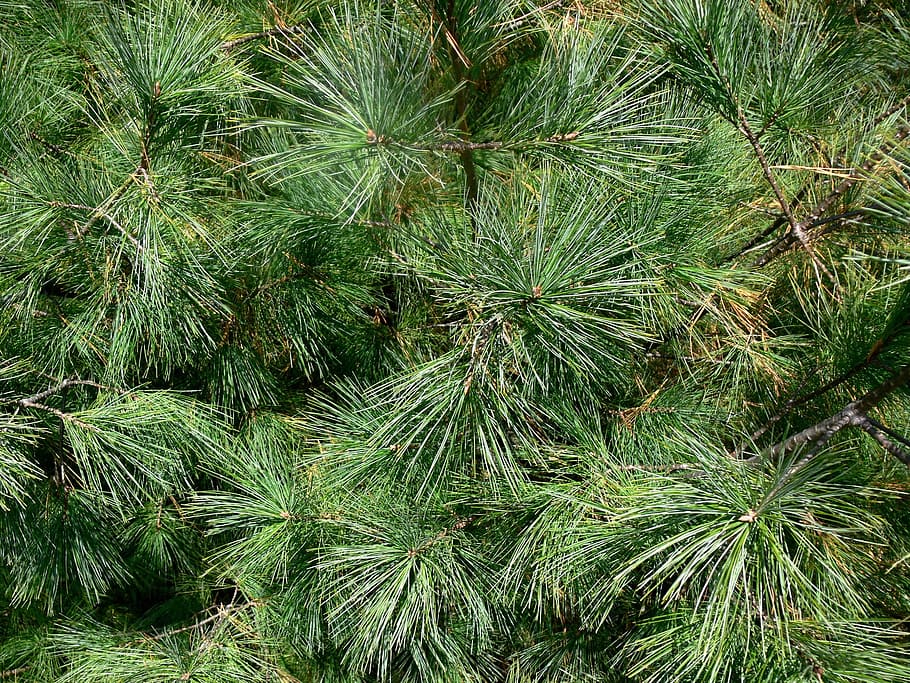 avet, arbre, de fulla perenne, picant, espinós, agulles, Nadal, branca, branques, creixement, color verd, planta, naturalesa, bellesa a la natura, cap gent, full, fons, dia, tranquil·litat, a l'aire lliure, part de la planta, terra, marc complet, vista d’angle alt, fullatge, exuberant fullatge, primer pla, escena no urbana, arbre de coníferes, pi, 1080P