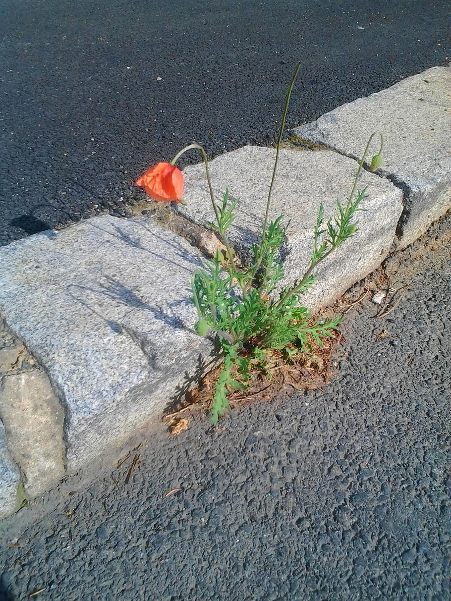 wolf, papaver, pad, zomer, contrast, rood, hangende, bloem, straat, natuur, asfalt, hoge hoekmening, fabriek, geen mensen, dag, solide, groei, rots, vervoer, dier, rock - object, weg, dierlijke thema's, buitenshuis, gewerveld, één dier, stad, zonlicht, groene kleur, 1080P