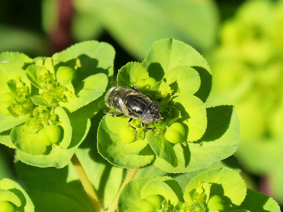 ulls pixelats d’abella, hoverfly, flor, libar, compostos d'ulls, volucella inanis, insecte, naturalesa, primer pla, abella, macro, estiu, color verd, animal, polinització, full, temes d'animals, animals a la natura, fauna animal, un animal, part de la planta, invertebrat, planta, creixement, cap gent, bellesa a la natura, dia, planta amb flors, a l'aire lliure, 1080P