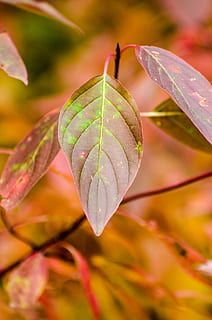 blad, blade, efterår, falde blade, rød, løv, grøn, natur, plante, have, stilk, vene, levende, falde farver, farver, tæt på, vækst, plante del, fokus på forgrunden, skønhed i naturen, ingen mennesker, dag, sårbarhed, grøn farve, dråbe, skrøbelighed, bladvenen, lave om, udendørs, regndråbe, ahorn blad, dug, naturlig tilstand, renhed, 4K, CC0, offentligt domæne, royaltyfrie