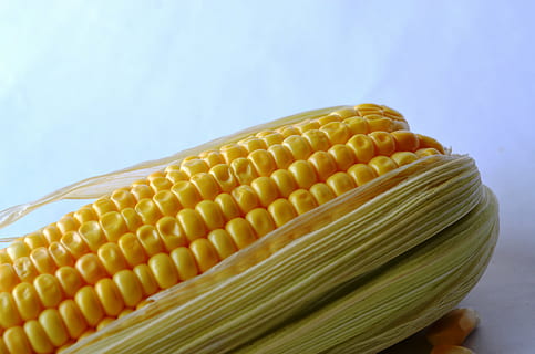corn, maize, vegetables, grain, organic, harvest, nutrition, vegetarian, crop, sweetcorn, food and drink, vegetable, food, healthy eating, wellbeing, corn on the cob, corn - crop, close-up, no people, freshness, raw food, indoors, studio shot, yellow, still life, blue, agriculture, blue background, 4K, CC0, public domain, royalty free