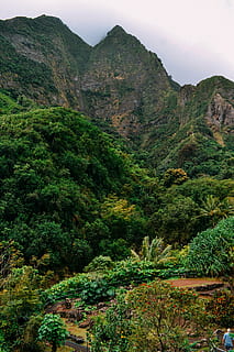 bosque, paisaje, montaña, al aire libre, escénico, arboles, naturaleza, Asia, planta, paisajes - naturaleza, belleza en la naturaleza, tranquilidad, escena tranquila, color verde, árbol, crecimiento, día, escena no urbana, cielo, ambiente, idílico, nadie, cordillera, tierra, exuberante follaje, 2K, CC0, dominio público, libre de derechos