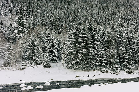 vinterflod, vinter, flod, landskab, natur, sne, koldtemperatur, Skov, træ, frost, Frosset, is, udendørs, sner, scenics, sæson, hvid, ingen mennesker, vejr, kold temperatur, dag, plante, skønhed i naturen, jord, ro, scenics - natur, rolig scene, dækker, vækst, ikke-urbane scene, hvid farve, nåletræ, fyrretræ, snedækket bjerg, 4K, CC0, offentligt domæne, royaltyfrie