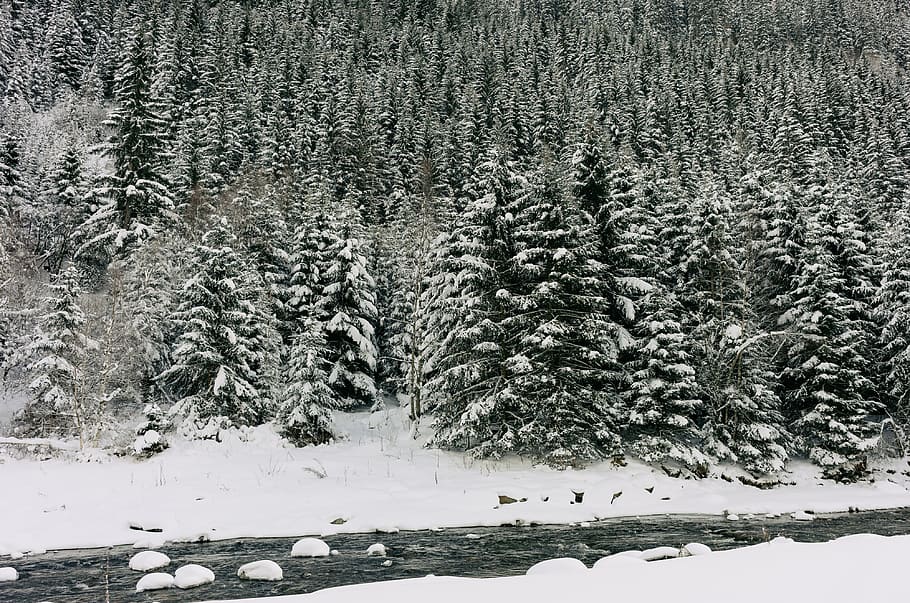 vinterflod, vinter, flod, landskab, natur, sne, koldtemperatur, Skov, træ, frost, Frosset, is, udendørs, sner, scenics, sæson, hvid, ingen mennesker, vejr, kold temperatur, dag, plante, skønhed i naturen, jord, ro, scenics - natur, rolig scene, dækker, vækst, ikke-urbane scene, hvid farve, nåletræ, fyrretræ, snedækket bjerg, 4K
