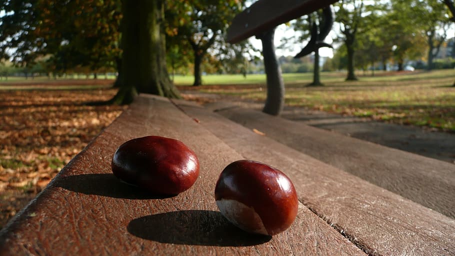castagne, panchina, Due, le stagioni, sfondo, albero, parco, macro, autunno, natura, cibo, mangiare sano, cibo e bevande, frutta, pianta, benessere, freschezza, mela - frutto, luce del sole, ombra, legno - materiale, giorno, nessuno, maturo, all'aperto, avvicinamento, Castagna, agricoltura, 2K