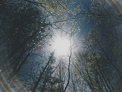 baix, fotografia d'angle, arbres, durant el dia, cuc, vista d'ulls, nua, sol, copa de l'arbre, arbre, bosc, branca, mínim, arc de Sant Martí, llum, primavera, estiu, Cercar, llac, paisatge, naturalesa, medi ambient, planta, vista d’angle baix, cel, tranquil·litat, llum solar, bellesa a la natura, creixement, cap gent, dia, a l'aire lliure, escenics - natura, escena tranquil·la, arbre nu, terra, brillant, directament a sota, streaming, 4K, CC0, domini públic, lliure de regalies