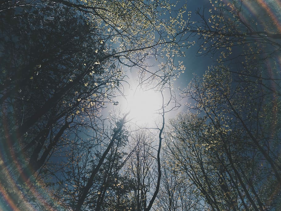 baix, fotografia d'angle, arbres, durant el dia, cuc, vista d'ulls, nua, sol, copa de l'arbre, arbre, bosc, branca, mínim, arc de Sant Martí, llum, primavera, estiu, Cercar, llac, paisatge, naturalesa, medi ambient, planta, vista d’angle baix, cel, tranquil·litat, llum solar, bellesa a la natura, creixement, cap gent, dia, a l'aire lliure, escenics - natura, escena tranquil·la, arbre nu, terra, brillant, directament a sota, streaming, 4K