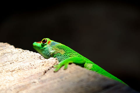 Grün, Eidechse, braun, Beton, Wand, grüne Eidechse, Tier, Reptil, Natur, Tierwelt, grüne Farbe, Gecko, Nahansicht, Tiere und Haustiere, tarnen, Reptilien, ein Tier, Tiere in freier Wildbahn, Tierthemen, Wirbeltier, keine Leute, selektiver Fokus, Chamäleon, draußen, Tag, Tierkörperteil, Seitenansicht, Porträt, Tierkopf, Leguan, Tierwaage, Profilansicht, 1080P, CC0, gemeinfrei, lizenzfrei