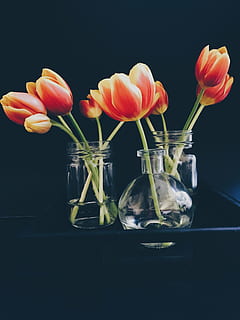taronja, tulipes, pots de vidre, vermell, flor, clar, vidre, gerros, fosc, taula, groc, planta, gerro, jar, aigua, pantalla, tulipa, bouquet, cap gent, frescor, tir de l'estudi, cap de flor, a l'interior, planta amb flors, transparent, primer pla, naturalesa, bellesa a la natura, vidre - material, fragilitat, vulnerabilitat, contenidor, pètal, fons negre, arranjament floral, 4K, CC0, domini públic, lliure de regalies