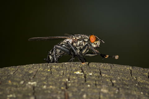 fliegen, Makro, Insekt, schließen, Natur, Flügel, Tier, Stubenfliege, Insektenmakro, gemeine Stubenfliege, Tierthemen, ein Tier, wirbellos, Tierwelt, Tiere in freier Wildbahn, keine Leute, Nahansicht, Tierflügel, selektiver Fokus, solide, draußen, Tierkörperteil, Tag, Rock, Gliederfüßer, Rock - Objekt, 2K, CC0, gemeinfrei, lizenzfrei
