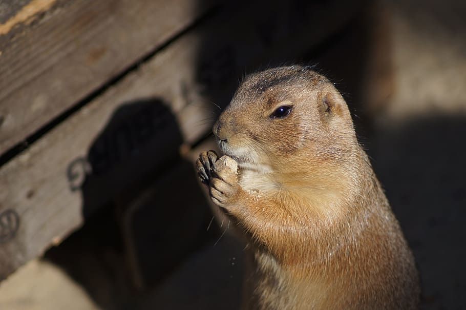 ardilla, erd, nou, menjar, faune, animal, ombra, fusta, bonic, pelut, rosegador, croissant, rosegar, cacauet, fauna animal, mamífer, un animal, animals a la natura, primer pla, cap gent, centrar-se en primer pla, vertebrats, naturalesa, part del cos dels animals, dia, a l'aire lliure, conill - animal, bigotis, vista del perfil, cura, 4K