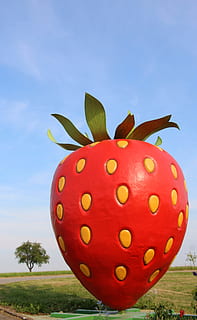stroberi, pohon, langit, stroberi, pohon, menanam, rumput, merah, hari, daun, alam, tidak ada orang, pertumbuhan, buah, makanan, bidang, tanah, keindahan di alam, makanan dan minuman, makan sehat, merapatkan, di luar rumah, kesegaran, bagian tanaman, 5K, CC0, domain publik, bebas royalti