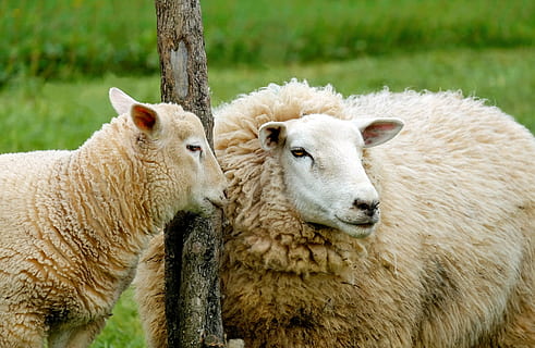 zwei, braun, Schafe, Pole, Schaf, Lamm, Zuneigung, süß, Weide, Bauernhof, Landwirtschaft, wolle, Tier, Vieh, Natur, Gras, ländliche Szene, Mutterschaf, Wiese, draußen, Säugetier, Tierthemen, Gruppe von Tieren, Haustiere, inländisch, Pflanze, Jungtier, Wirbeltier, zwei tiere, keine Leute, Tag, Feld, Fokus auf den Vordergrund, Tierfamilie, pflanzenfressend, Tierkopf, 1080P, CC0, gemeinfrei, lizenzfrei