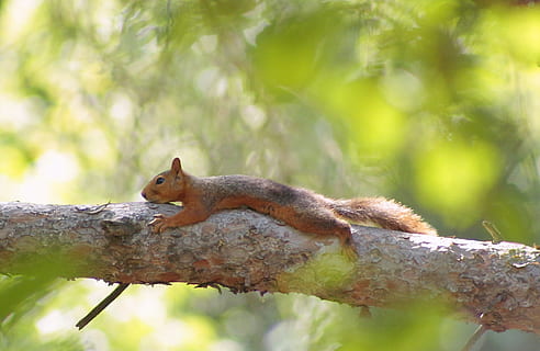 scoiattolo, albero, dormire, raggiungere, suggerimenti, verde, natura, pianta, terreno edificabile, foresta, temi animali, fauna selvatica, animale, un animale, animali allo stato selvatico, mammifero, roditore, vertebrato, ramo, nessuno, giorno, concentrarsi sulle conoscenze acquisite, all'aperto, messa a fuoco selettiva, terra, piccolo, vista profilo, 1080P, CC0, dominio pubblico, privo di copyright