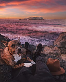 person, sidder, klippe, ved siden af, brindle, havbølger, Crash, overfladisk, fokus fotografering, brindle boxer hund, kysten, lavt fokus, fotografering, bokserhund, hund, hav, strand, solnedgang, udendørs, natur, lempelse, kæledyr, en person, hunde, pattedyr, et dyr, husdyr, indenlandske, horisont over vand, himmel, rigtige mennesker, jord, vand, dyr, dyre temaer, kropsdel, 4K, CC0, offentligt domæne, royaltyfrie