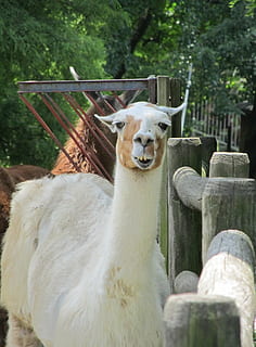lhama, alpaca, pele, fofa, cabeça, mamífero, animal, domar, retrato, olhando, invólucro, preservar jogo, ao ar livre, natureza, temas animais, vertebrado, um animal, animais domésticos, fronteira, barreira, cerca, pecuária, doméstico, pets, dia, madeira - material, animais selvagens, ninguém, plantar, árvore, herbívoro, cabeça de animal, 1080P, CC0, domínio público, royalty free