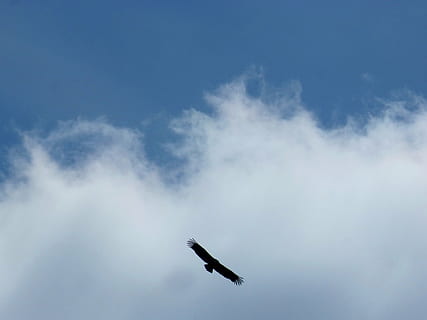 Geier, fliegen, Wolken, Himmel, Flug, wolke - himmel, fliegend, Luftfahrzeug, Flugzeug, keine Leute, Flachwinkelansicht, Transportmittel, Transport, in der Luft, Natur, Blau, draußen, Rauch - physische Struktur, Reise, Tag, unterwegs, Militär-, kopieren sie platz, Kampfflugzeug, Ebene, Verschmutzung, 4K, CC0, gemeinfrei, lizenzfrei
