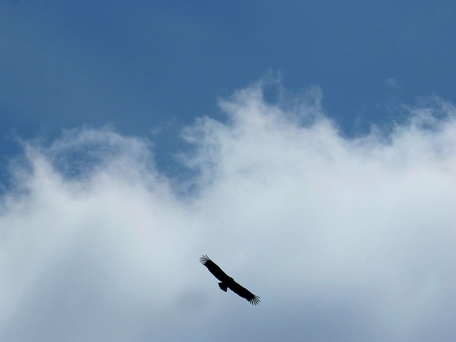 Geier, fliegen, Wolken, Himmel, Flug, wolke - himmel, fliegend, Luftfahrzeug, Flugzeug, keine Leute, Flachwinkelansicht, Transportmittel, Transport, in der Luft, Natur, Blau, draußen, Rauch - physische Struktur, Reise, Tag, unterwegs, Militär-, kopieren sie platz, Kampfflugzeug, Ebene, Verschmutzung, 4K