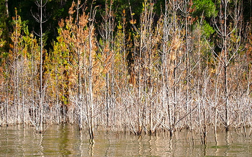 lac, Eildon, potop, copac, mediu inconjurator, apă, parc național, pădure, pitoresc, conservare, pustie, în aer liber, plantă, natură, nici o persoana, liniște, reflecţie, frumusețe în natură, teren, animale sălbatice, zonă umedă, o scenă liniștită, animal, creştere, zi, animale în sălbăticie, mlaştină, 2K, CC0, domeniu public, fără drepturi de autor