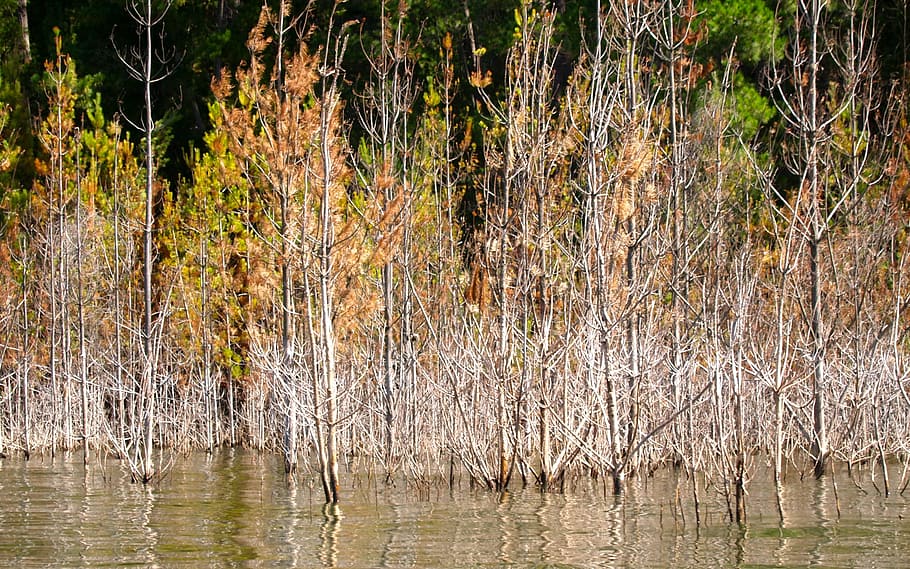 llac, eildon, inundació, arbre, medi ambient, aigua, Parc Nacional, bosc, escènic, conservació, desert, a l'aire lliure, planta, naturalesa, cap gent, tranquil·litat, reflexió, bellesa a la natura, terra, fauna animal, zones humides, escena tranquil·la, animal, creixement, dia, animals a la natura, pantà, 2K