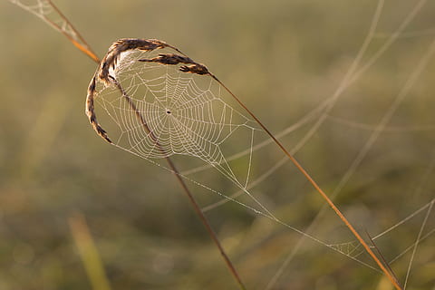 seitti, ruoho, hämähäkki, kastepisara, kaste, vesipisara, helmet, aamuaurinko, luonto, luonnonsuojelu, luonnontallennus, Morgentau, ruoko, hämähäkinverkko, keskittyä etualalle, hauraus, lähikuva, alttius, eläinten teemoja, eläin, ei ihmisiä, päivä, loukussa, yksi eläin, kauneus luonnossa, ulkona, kasvi, monimutkaisuus, selkärangaton, eläinten villieläimet, vesi, tyyneys, verkko, 4K, CC0, public domain, rojaltivapaa