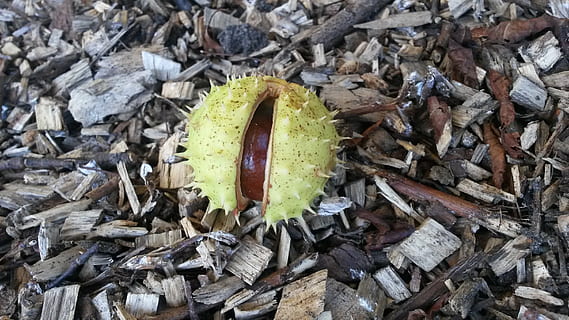 castan, fruct, înţepător, coajă, nici o persoana, natură, zi, teren, uscat, camp, a închide, alimente, vedere în unghi mare, în aer liber, frunze, parte a plantelor, mancare si bautura, mâncat sănătos, cadru complet, plantă, direct deasupra, fragilitate, 2K, CC0, domeniu public, fără drepturi de autor