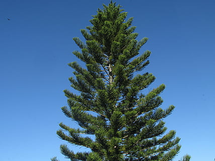 pi, arbre, branca de pi, caure, agulles de pi, hivern, neu, branca, vespre, llac quinault, llac quinault al llac, parc nacional olímpic, posta de sol, aigua, bonic, paisatge, tranquil, llacs, arbres, naturalesa, pins, silueta, llac, bosc, estiu, canyes, Riba, creixement, planta, blau, cel, cap gent, cel clar, color verd, bellesa a la natura, vista d’angle baix, dia, arbre de coníferes, a l'aire lliure, tranquil·litat, planta suculenta, llum solar, cactus, còpia espai, avet, 4K, CC0, domini públic, lliure de regalies