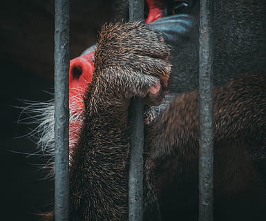 mandrill, pavián, opice, paže, klec, zoo, zvíře, volně žijících živočichů, savec, jednoho zvířete, pták, zvířat, detail, nikdo, obratlovců, zvířata v zajetí, primát, den, zvířata ve volné přírodě, část těla zvířete, venku, zoologie, zvířecí hlavy, zobák, zvířecí oko, 2K, CC0, veřejná doména, bez autorských práv