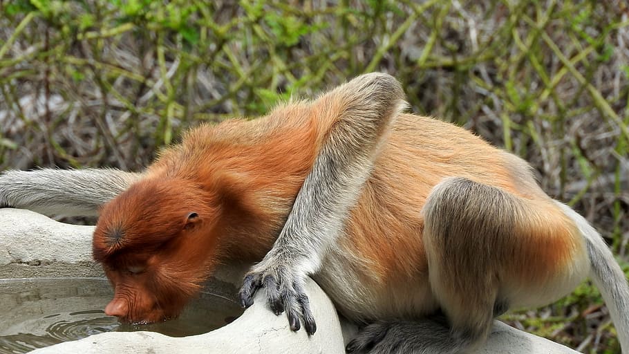 Borneo, sepilok, mico de la probòssia, mamífer, animal, temes d'animals, vertebrats, fauna animal, un animal, marró, cap gent, centrar-se en primer pla, dia, animals domèstics, animals a la natura, mascotes, terra, naturalesa, nacional, planta, camp, a l'aire lliure, herbívors, 4K