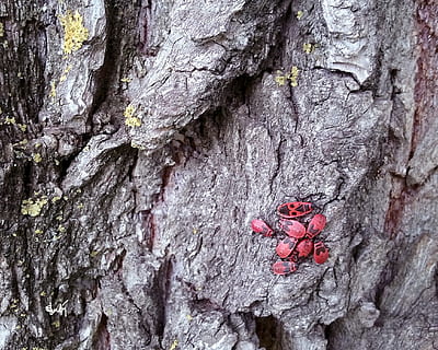 foc, gândac, gandaci, latra, copac, roșu, foc bug, roșu bug-uri, fundal, natură, a închide, adunare, punct rosu, forme în natură, trunchi de copac, texturată, nici o persoana, zi, trompă, stare brută, plantă, insectă, animale tematice, animal, animale în sălbăticie, în aer liber, cadru complet, nevertebrat, plante scoarță, animale sălbatice, fundaluri, 1080P, CC0, domeniu public, fără drepturi de autor