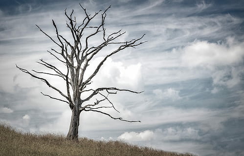arbre gris, arbre, mort, sec, vell, tronc, naturalesa, silueta, dia, arbre nu, paisatge, a l'aire lliure, cap gent, núvol - cel, cel, medi ambient, escenics - natura, bellesa a la natura, planta, branca, tranquil·litat, terra, escena no urbana, escena tranquil·la, tronc de l'arbre, planta morta, aïllat, 1080P, CC0, domini públic, lliure de regalies