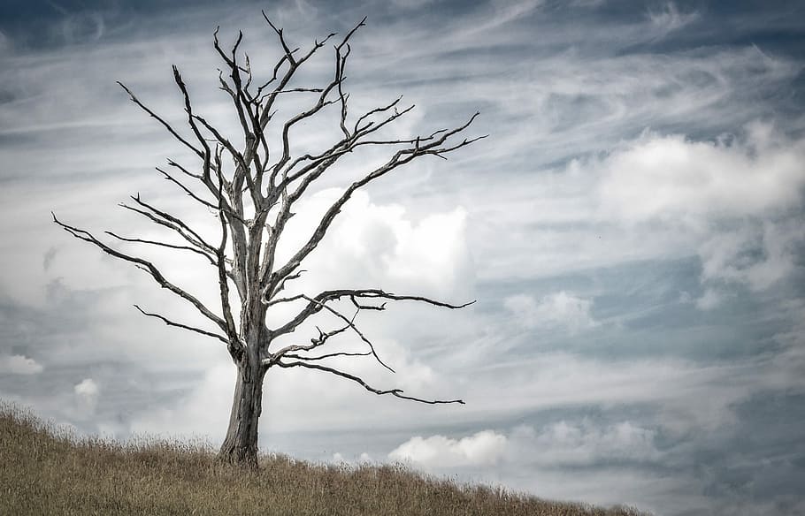 arbre gris, arbre, mort, sec, vell, tronc, naturalesa, silueta, dia, arbre nu, paisatge, a l'aire lliure, cap gent, núvol - cel, cel, medi ambient, escenics - natura, bellesa a la natura, planta, branca, tranquil·litat, terra, escena no urbana, escena tranquil·la, tronc de l'arbre, planta morta, aïllat, 1080P