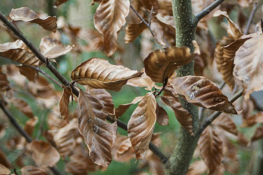 Blatt, Blätter, grün, grüner Baum, Natur, Pflanze, Blätter, Grün, Baum, Laub, natürlich, Umgebung, Sommer-, fallen, Botanik, Herbst, braun, Oktober, herbstlich, Entlaubung, Wald, Tag, keine Leute, Tierthemen, Nahansicht, Tiere in freier Wildbahn, Wachstum, Schönheit in der Natur, Fokus auf den Vordergrund, selektiver Fokus, Verletzlichkeit, Blume, Zerbrechlichkeit, Pflanzenstamm, Frische, Pflanzenteil, trocken, blühende Pflanze, draußen, verwelkte Pflanze, 2K