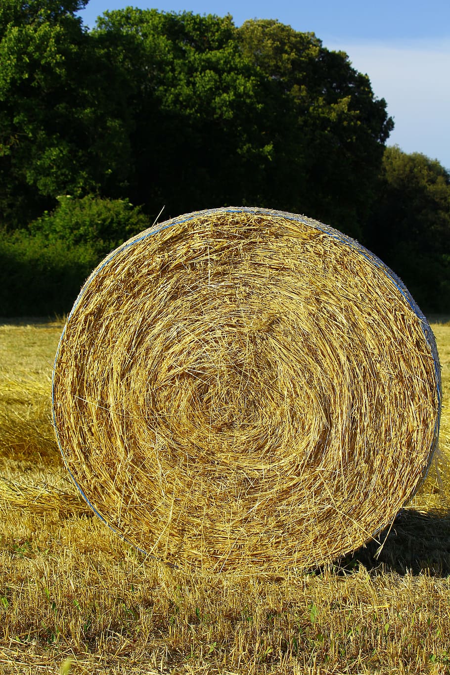 paller, granja, fenc, herba, daurat, naturalesa, Agricultura, rural, paisatge, terra, natural, a l'aire lliure, rodar, camp de la granja, camp, agrícola, terres de cultiu, bala, escena rural, estiu, collita, palla, cultiu, groc, enrotllat, planta, arbre, dia, creixement, cap gent, medi ambient, tranquil·litat, 5K