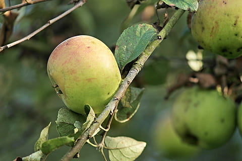 obuolys, Obuolių medis, filialas, vaisiai, pobūdį, ruduo, derlius, kernobst gewaechs, maisto, lapai, sveikas, Uždaryti, vasaros pabaigoje, skanus, frisch, vaismedis, priklauso, kabantis, brandus, subrendęs, dauguma medžių, sveika mityba, Maistas ir gėrimai, augalų, medis, augimą, žalia spalva, šviežumas, nėra žmonių, Žemdirbystė, gerovę, Iš arti, dieną, augalų dalis, obuolių vaisiai, lauke, atogrąžų medis, 4K, CC0, Viešasis domenas, nemokamai