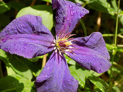 klematis, Ranunculaceae, violet, blomstrende plante, lilla, blomst, friskhed, plante, skønhed i naturen, skrøbelighed, sårbarhed, kronblad, vækst, tæt på, blomsterstand, blomsterhoved, våd, dråbe, vand, natur, ingen mennesker, pollen, iris - plante, iris, regndråbe, dug, renhed, 5K, CC0, offentligt domæne, royaltyfrie