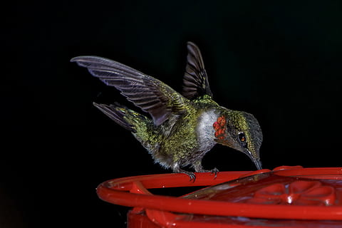 grøn, Brun, kolibri, rød, plast, sort, hummingbird perching, feeder, fugl, vinger, fjer, aborre, dyr, dyre temaer, dyr i naturen, dyreliv, hvirveldyr, et dyr, ingen mennesker, flyvende, tæt på, spredte vinger, fugl feeder, natur, zoologi, sort baggrund, udendørs, 1080P, CC0, offentligt domæne, royaltyfrie