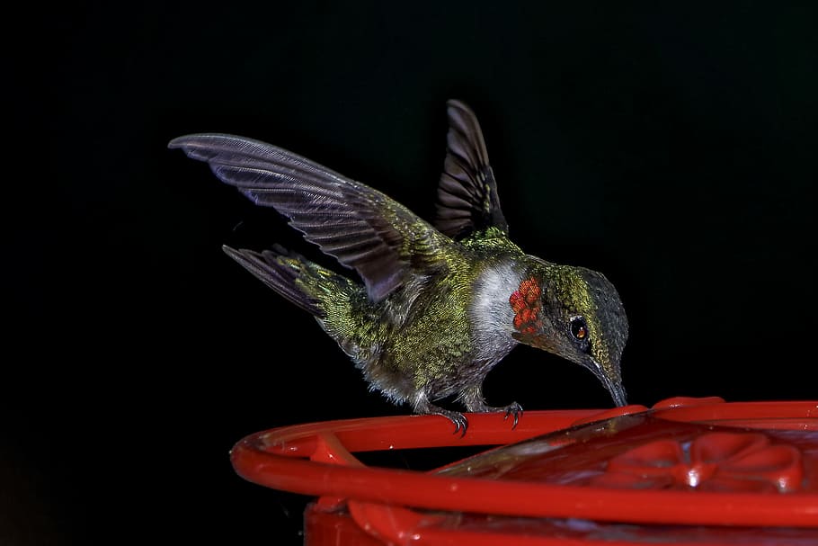 grøn, Brun, kolibri, rød, plast, sort, hummingbird perching, feeder, fugl, vinger, fjer, aborre, dyr, dyre temaer, dyr i naturen, dyreliv, hvirveldyr, et dyr, ingen mennesker, flyvende, tæt på, spredte vinger, fugl feeder, natur, zoologi, sort baggrund, udendørs, 1080P