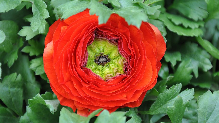 ranunculus, blocs d'or vermells, flor, primavera, naturalesa, vermell, planta, frescor, bellesa a la natura, primer pla, pètal, color verd, inflorescència, planta amb flors, vulnerabilitat, full, cap de flor, fragilitat, part de la planta, creixement, cap gent, dia, vista d’angle alt, a l'aire lliure, 2K