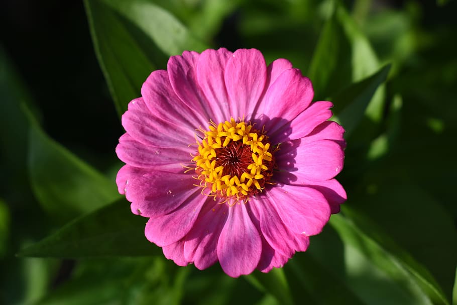 zinnia, rosa, flor, planta amb flors, planta, frescor, inflorescència, cap de flor, pètal, bellesa a la natura, fragilitat, primer pla, vulnerabilitat, color rosa, creixement, pol·len, naturalesa, centrar-se en primer pla, cap gent, a l'aire lliure, 5K
