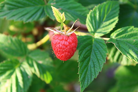 closeup, photo, strawberry, Raspberry, Berry, Greens, Leaves, summer, fruit, leaf, berry Fruit, red, food, nature, freshness, ripe, close-up, green Color, organic, sweet Food, plant, healthy Eating, food And Drink, plant part, growth, wellbeing, no people, day, focus on foreground, beauty in nature, outdoors, 4K, CC0, public domain, royalty free