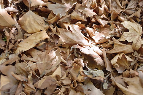 sec, feuilles, Contexte, tomber, l'automne, fini, fin, saison, morte, mort, hiver, croquer, tas, plein cadre, arrière-plans, feuille, personne, partie de la plante, abondance, fermer, journée, changement, la nature, beauté dans la nature, vue grand angle, vulnérabilité, fragilité, en plein air, terre, grand groupe d'objets, séché, 1080P, CC0, domaine public, libre de droits