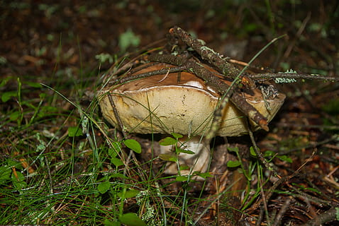 cep, las, runo, kolekcja, tematy zwierzęce, zwierzęca przyroda, jedno zwierzę, zwierzę, zwierzęta na wolności, wylądować, zbliżenie, żadnych ludzi, Natura, dzień, pole, bezkręgowy, skupić się na pierwszym planie, roślina, część ciała zwierzęcia, owad, na dworze, trawa, Grzyb, oko zwierzęcia, Las deszczowy, 4K, CC0, domena publiczna, darmowe zdjęcia