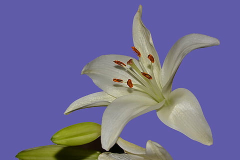close-up photo, white, lily, bloom, flower, macro, flora, birthday, shower, party, congrats, holiday, valentine, mom, dad, friend, family, floral, plant, nature, vine, love, romance, get-well, miss-you, petal, flower Head, leaf, flowering plant, freshness, studio shot, beauty in nature, inflorescence, fragility, vulnerability, colored background, close-up, indoors, no people, botany, growth, stamen, pollen, springtime, blue background, purple, 1080P, CC0, public domain, royalty free