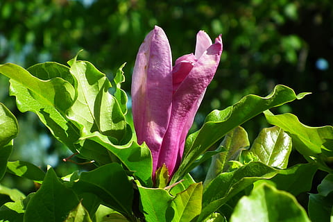 flower, tree, peony, spring, nature, garden, plant, plant part, growth, leaf, flowering plant, freshness, close-up, beauty in nature, vulnerability, petal, fragility, pink color, focus on foreground, green color, inflorescence, purple, no people, flower head, outdoors, springtime, 2K, CC0, public domain, royalty free