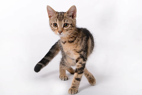 gray tabby cat, kitten, cat, pet, domestic Cat, pets, animal, cute, feline, mammal, domestic Animals, young Animal, looking, tabby, fur, domestic, animal themes, one animal, white background, portrait, studio shot, no people, animal hair, indoors, looking at camera, full length, vertebrate, hair, whisker, 5K, CC0, public domain, royalty free