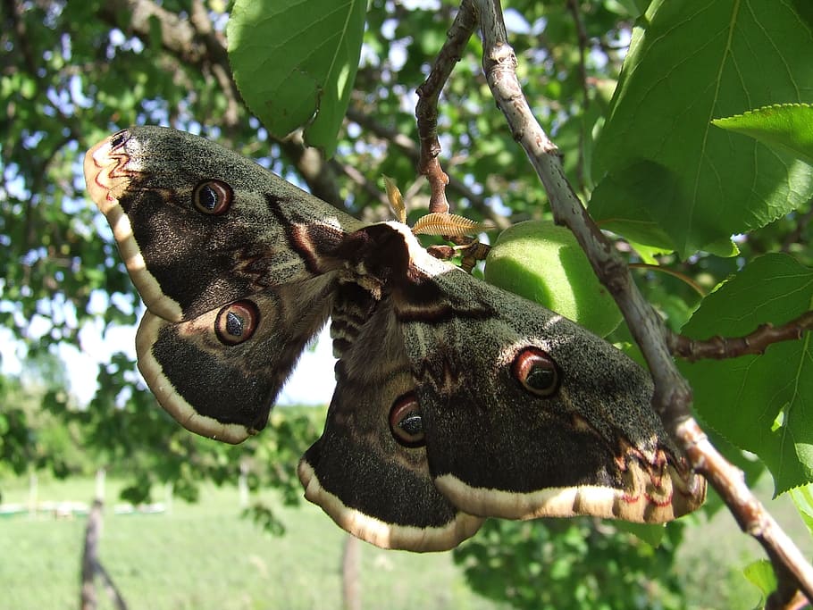 vlinder, insecten, Super goed, boom, dierenleven, één dier, dier, dag, geen mensen, dierlijke thema's, fabriek, natuur, dieren in het wild, focus op de voorgrond, gewerveld, deel van de plant, tak, blad, zoogdier, detailopname, opknoping, groene kleur, buitenshuis, dierenkop, 2K