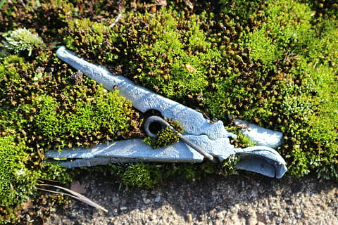 muschio, Molletta da bucato, vecchio, antico, intemperie, animale, fauna selvatica, temi animali, animali allo stato selvatico, un animale, giorno, pianta, natura, nessuno, avvicinamento, colore verde, vertebrato, rettile, all'aperto, albero, vista dall'alto, invertebrato, crescita, concentrarsi sulle conoscenze acquisite, parte del corpo animale, 5K, CC0, dominio pubblico, privo di copyright